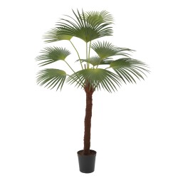 Palmier Palm royal 215 cm...