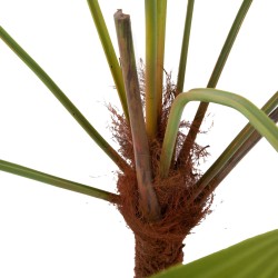 Palmier Palm royal 215 cm POT H22 D25