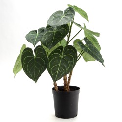 Anthurium Clarinervium 61...