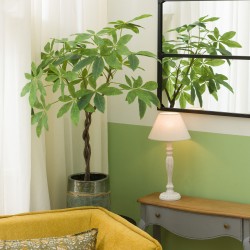 Pachira tressé en pot 117 cm POT H16 D20