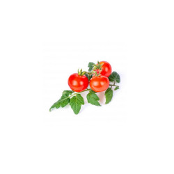 Lingot de mini tomate rouge