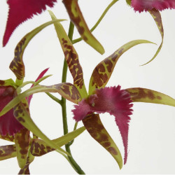 Tige d'orchidée Spider artificielle 102 cm 