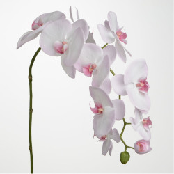 Branche d'orchidée Phalae...