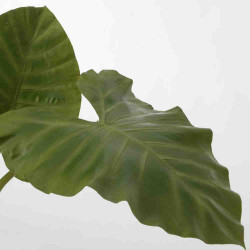  Alocasia royal Hauteur 130 cm