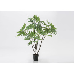 FATSIA  Japonica pot H150 