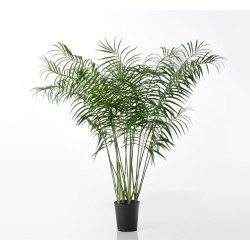 Palmier  ARECA H: 200 cm