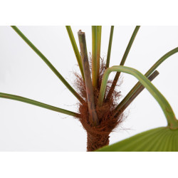 Palmier Palm royal 215 cm 