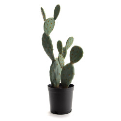 Cactus figue barbarie 62 cm