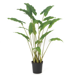 Alocasia Zebrina 94 cm