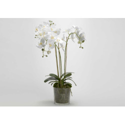 Orchidée Phalae Diva blanc 91 cm 