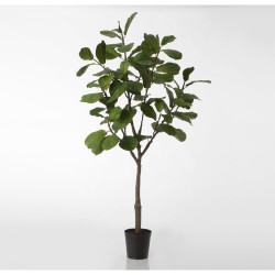 Ficus Lyrata 200 cm