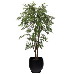 Erable Japonica 198 cm