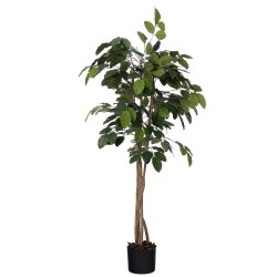 Ficus Banian 180 cm
