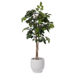 Ficus Banian 180 cm
