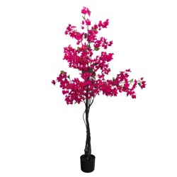 Bougainvillier Sanderiana...