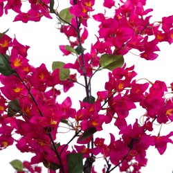 Bougainvillier Sanderiana 180 cm