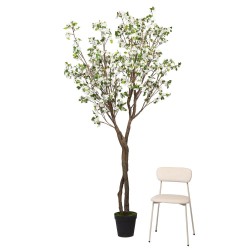 Cerisier Superba 280 cm blanche 
