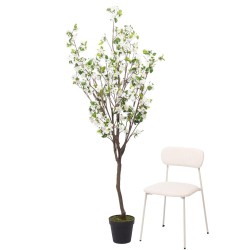 Cerisier Superba 200 cm blanc
