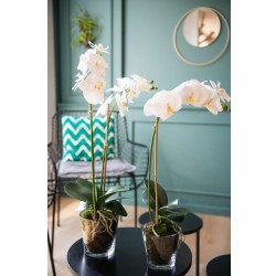 Orchidée Phalae Diva H71 cm blanche