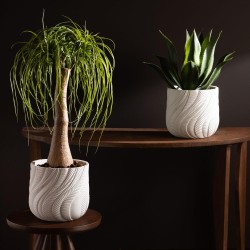 Agave du désert en pot H48 cm 
