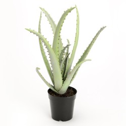 Cactus Aloe Vera H48 cm