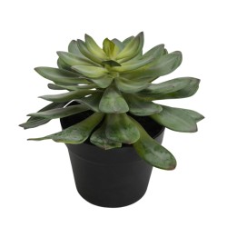 Echeveria Royal en pot H25 cm 