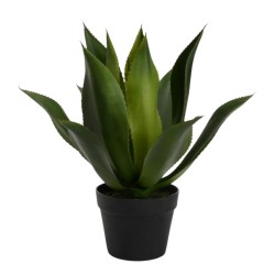 Agave du désert en pot H48 cm 