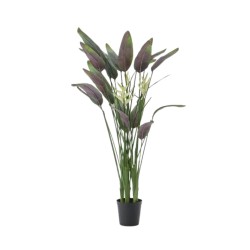Heliconia pot 180 cm