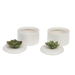 Boîte plante grasse  (1 modèle aléatoire)