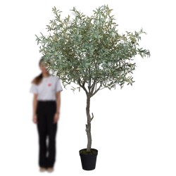 Olivier Provençal hauteur 245 cm  
