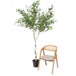 Bouleau Betula hauteur 226 cm 
