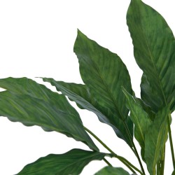 Calathea en pot 60 cm