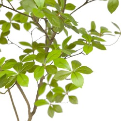 Gardenia Jasmin 120 cm 