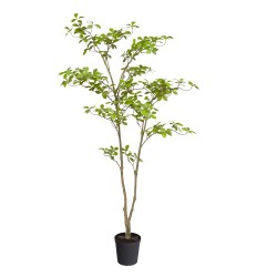 Gardenia Jasmin  feuille...