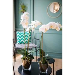 Orchidée Phalae Diva blanche H64 cm