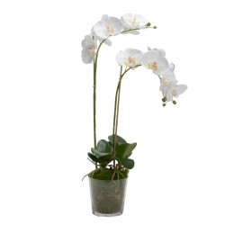 Orchidée Phalae Diva H71 cm...