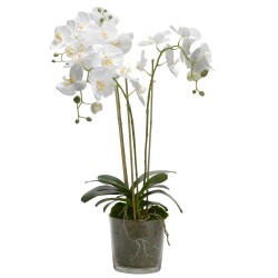 Orchidée Phalae Diva blanc...