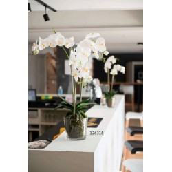 Orchidée Phalae Diva blanc 91 cm