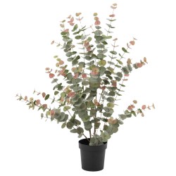 Eucalyptus 120 cm