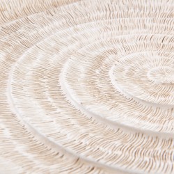 Coupe coquille 33,5 cm