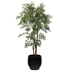 Erable Japonica 198 cm