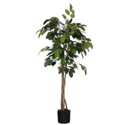 Ficus Banian 180 cm POT H19...