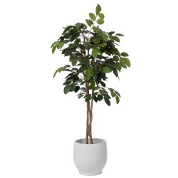 Ficus Banian 180 cm POT H19 D23