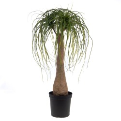 Baucarnea Nolina en pot 90 cm