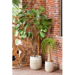 Baucarnea Nolina en pot 90 cm