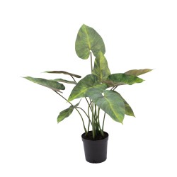 Anthurium 81 cm