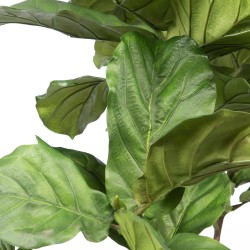 Ficus Lyrata Stam 198 cm