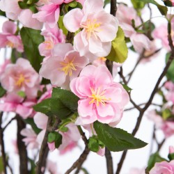 Cerisier Superba 200 cm rose