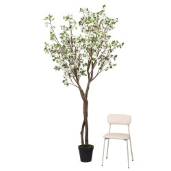Cerisier Superba 280 cm blanche