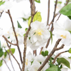 Cerisier Superba 200 cm blanc
